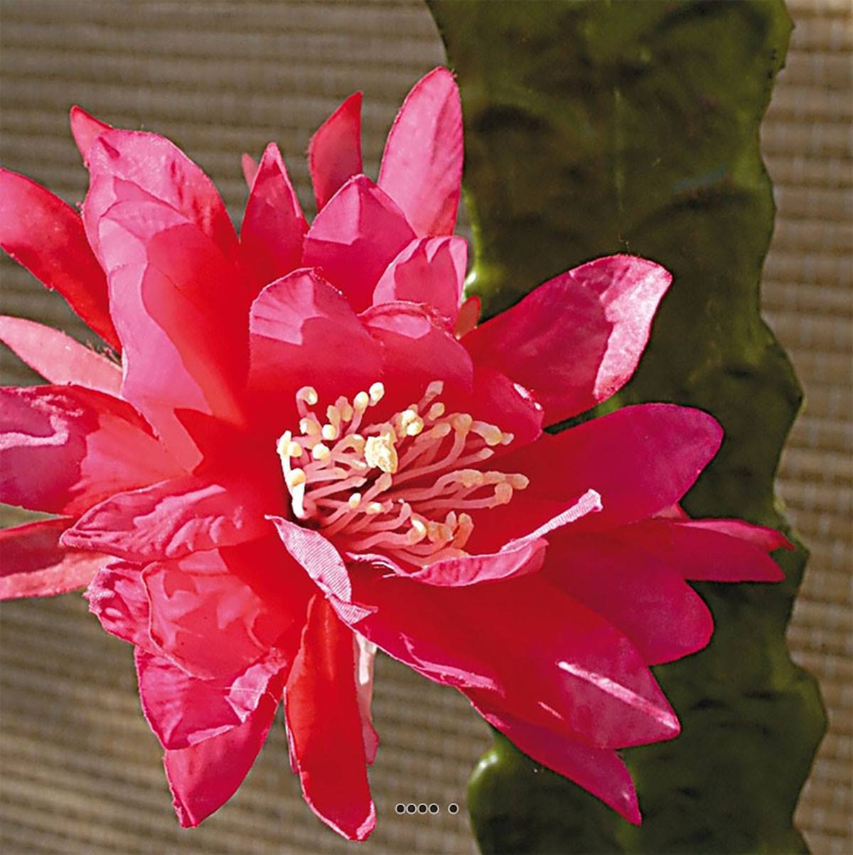 Artificielles - Joli cactus cierge artificiel en piquet H 52 cm avec sa fleur Rose fushia - couleur: Rose fushia 730 - Imagen 2