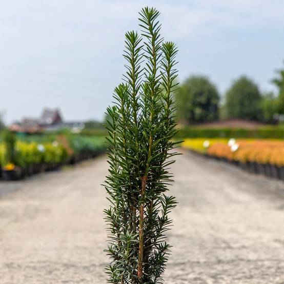 If commun - Taxus baccata fastigiata Black Tower Pot de 4L/5L - Image 1
