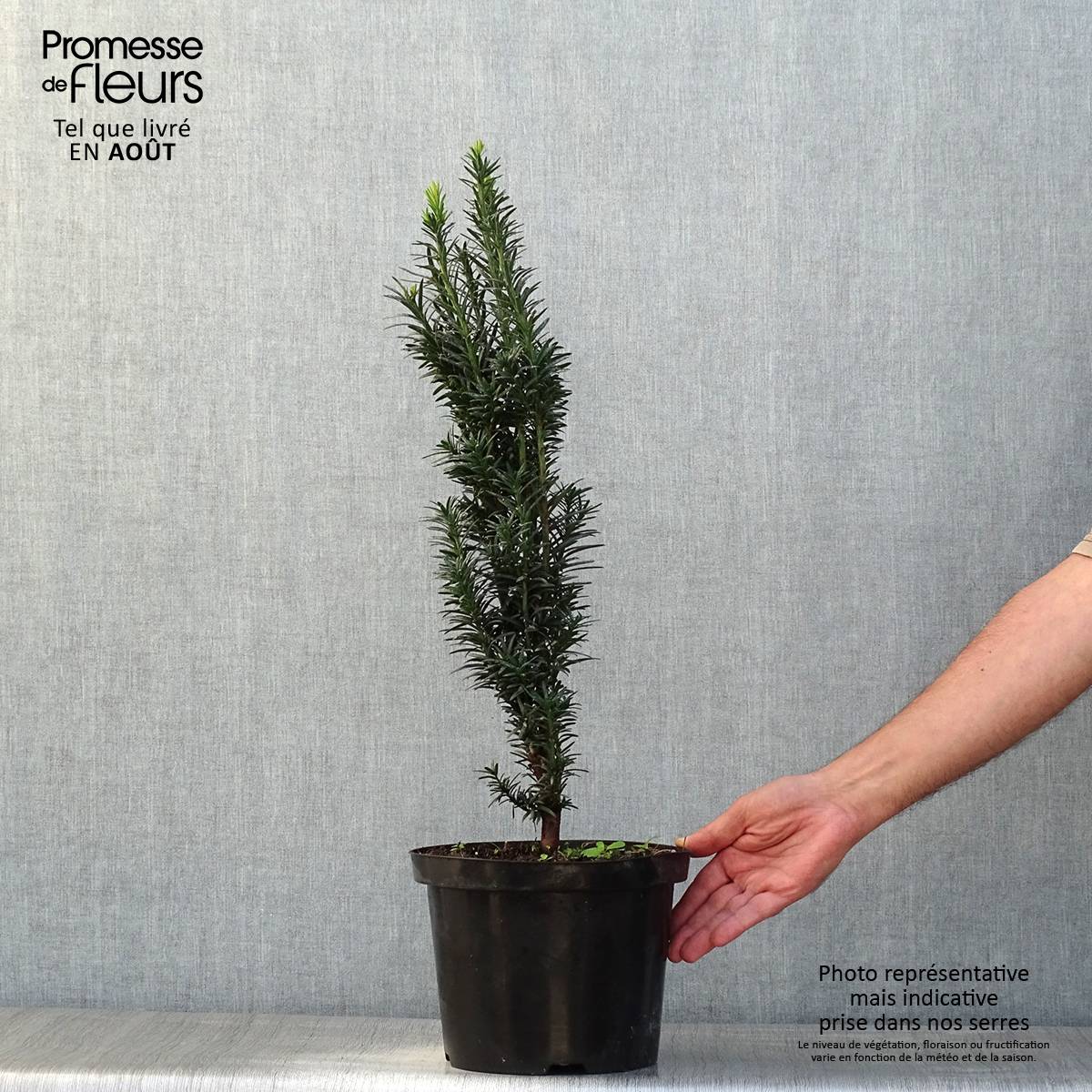 If commun - Taxus baccata fastigiata Black Tower Pot de 4L/5L - Image 2