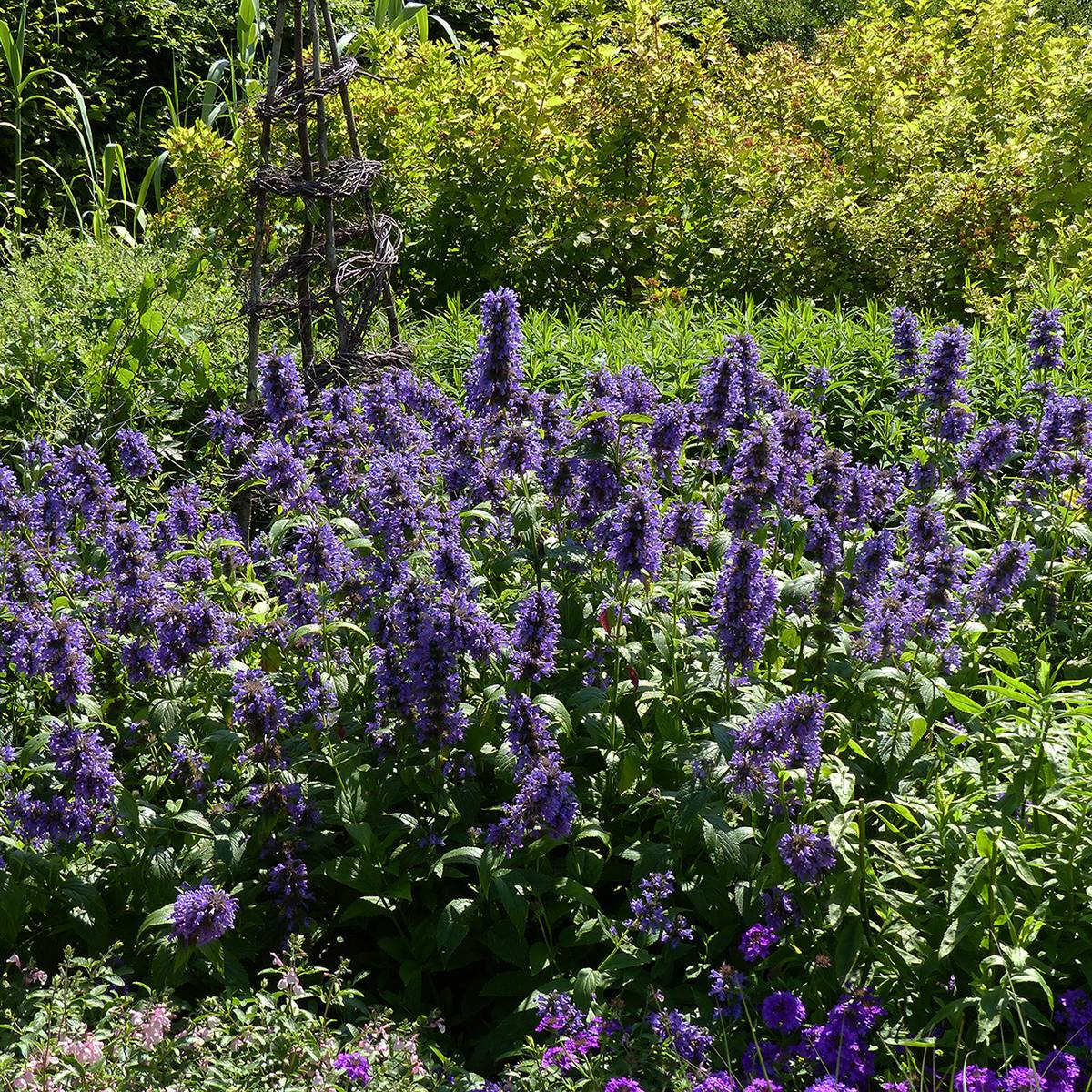 Nepeta kubanica - Chataire Godet de 8/9 cm