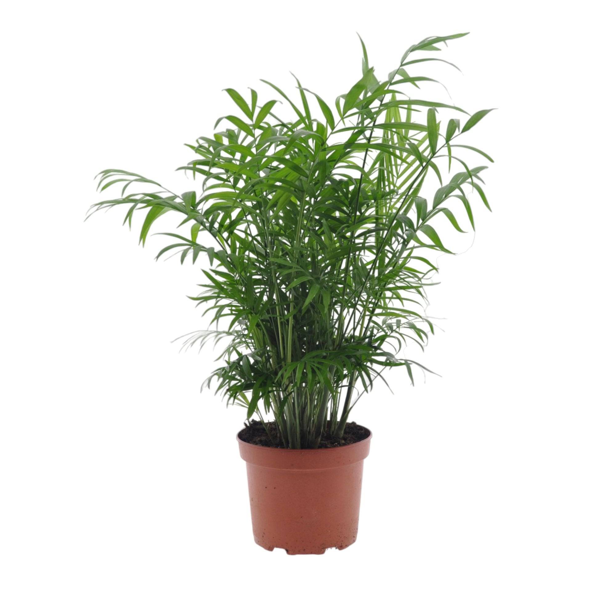 La Green Touch - Chamaedorea Elegans - D17 H50cm