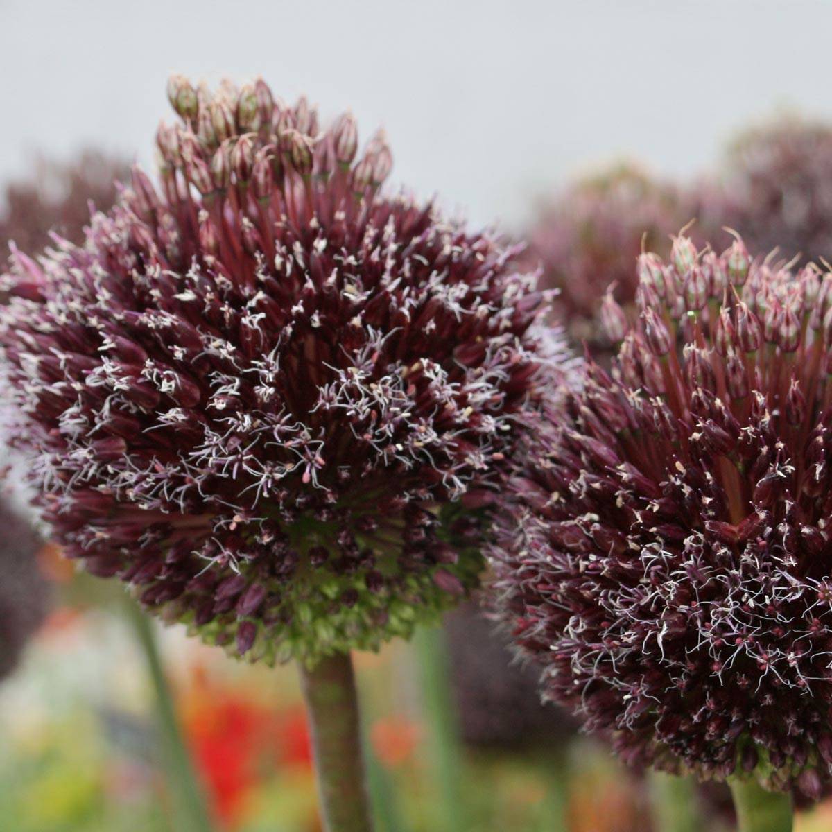 Promesse de Fleurs - Ail d'ornement - Allium Forelock Bulbe calibre 14+