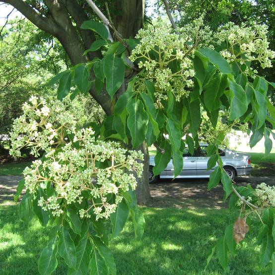 Euodia danielii - Arbre à miel Pot de 12L/15L, Baliveau