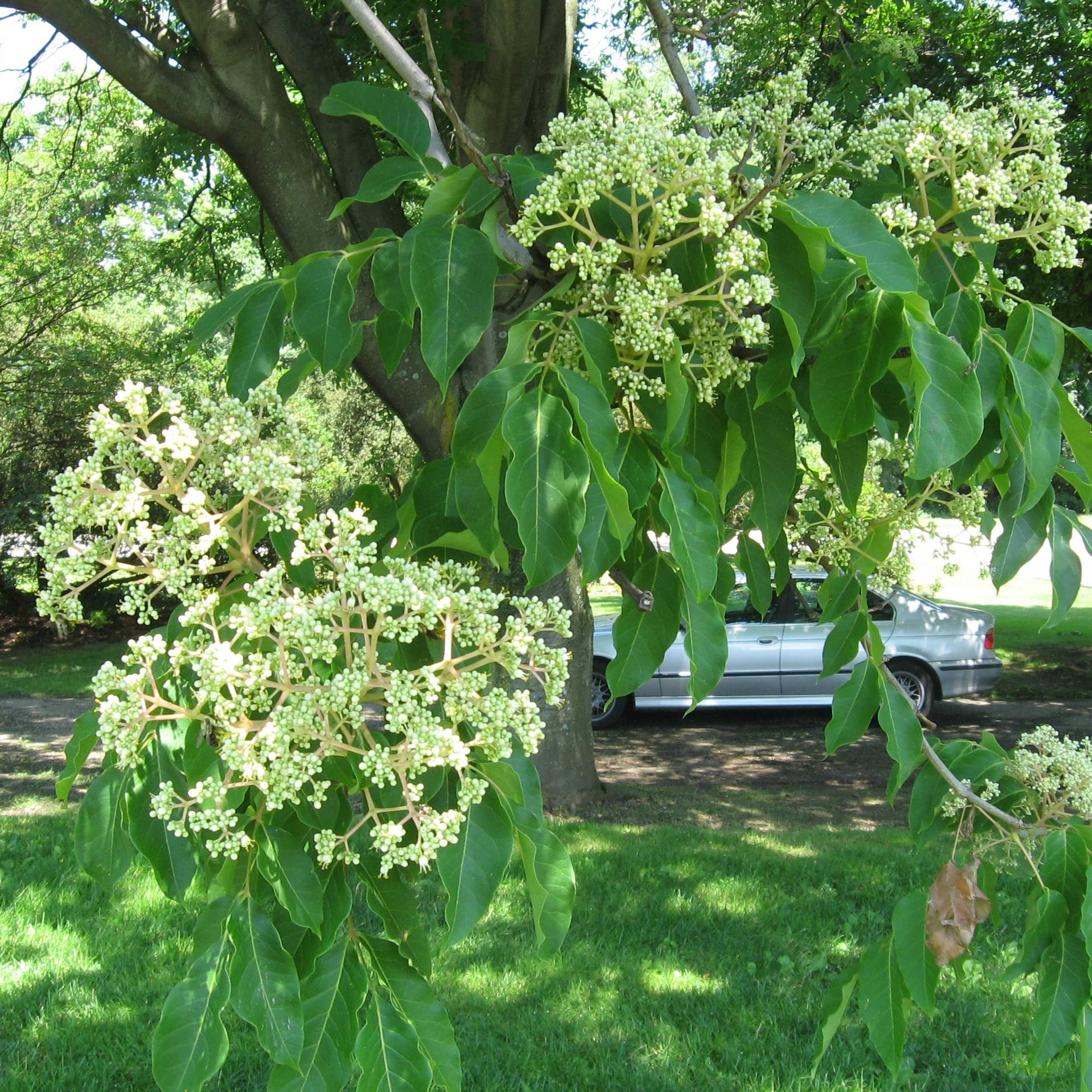 Euodia danielii - Arbre à miel Pot de 12L/15L, Baliveau