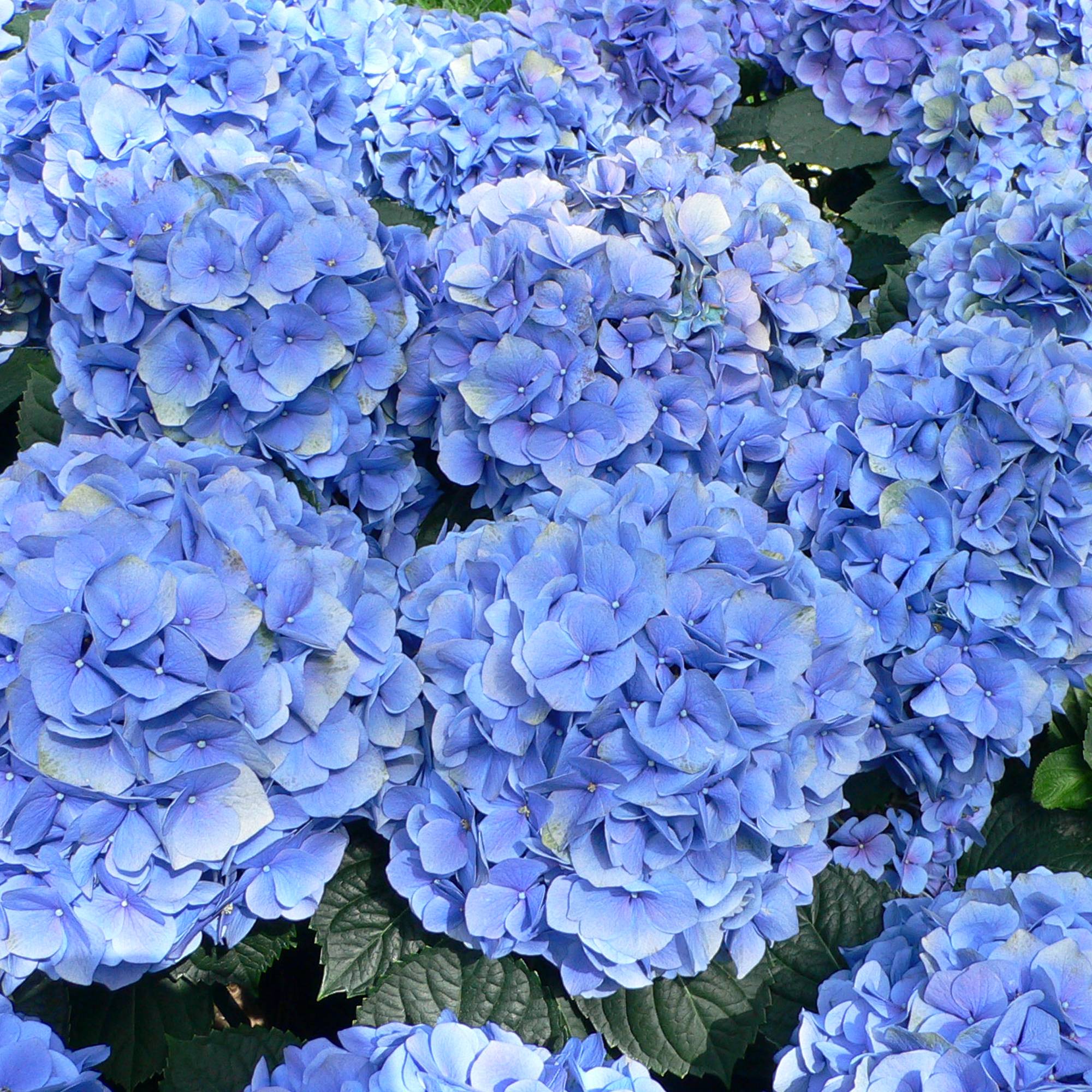 Gardenersdream - Hortensia macrophylla arbre patio bleu, pot 3L, 50-90 cm - idéal pour balcons et jardins - GardenersDream - Imagen 4