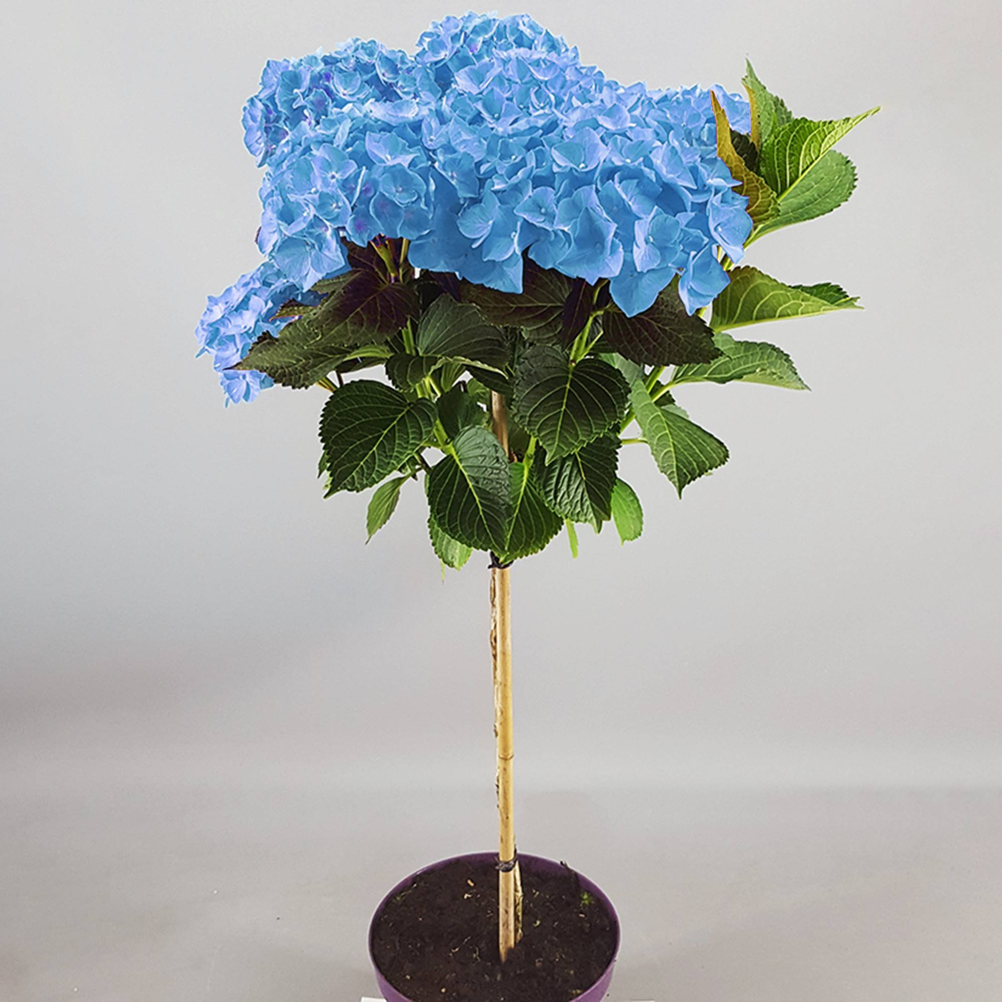 Gardenersdream - Hortensia macrophylla arbre patio bleu, pot 3L, 50-90 cm - idéal pour balcons et jardins - GardenersDream - Imagen 3