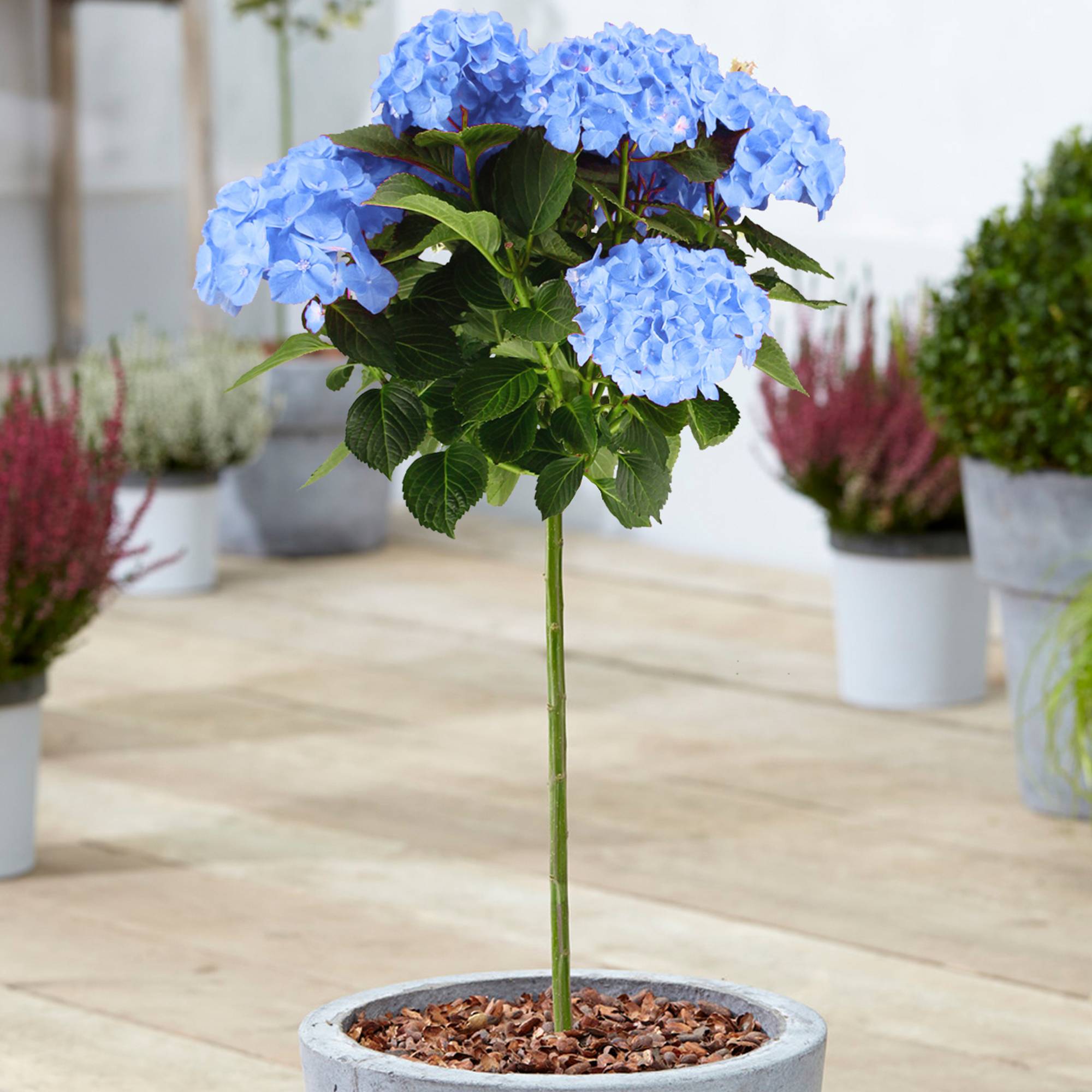 Gardenersdream - Hortensia macrophylla arbre patio bleu, pot 3L, 50-90 cm - idéal pour balcons et jardins - GardenersDream - Imagen 1