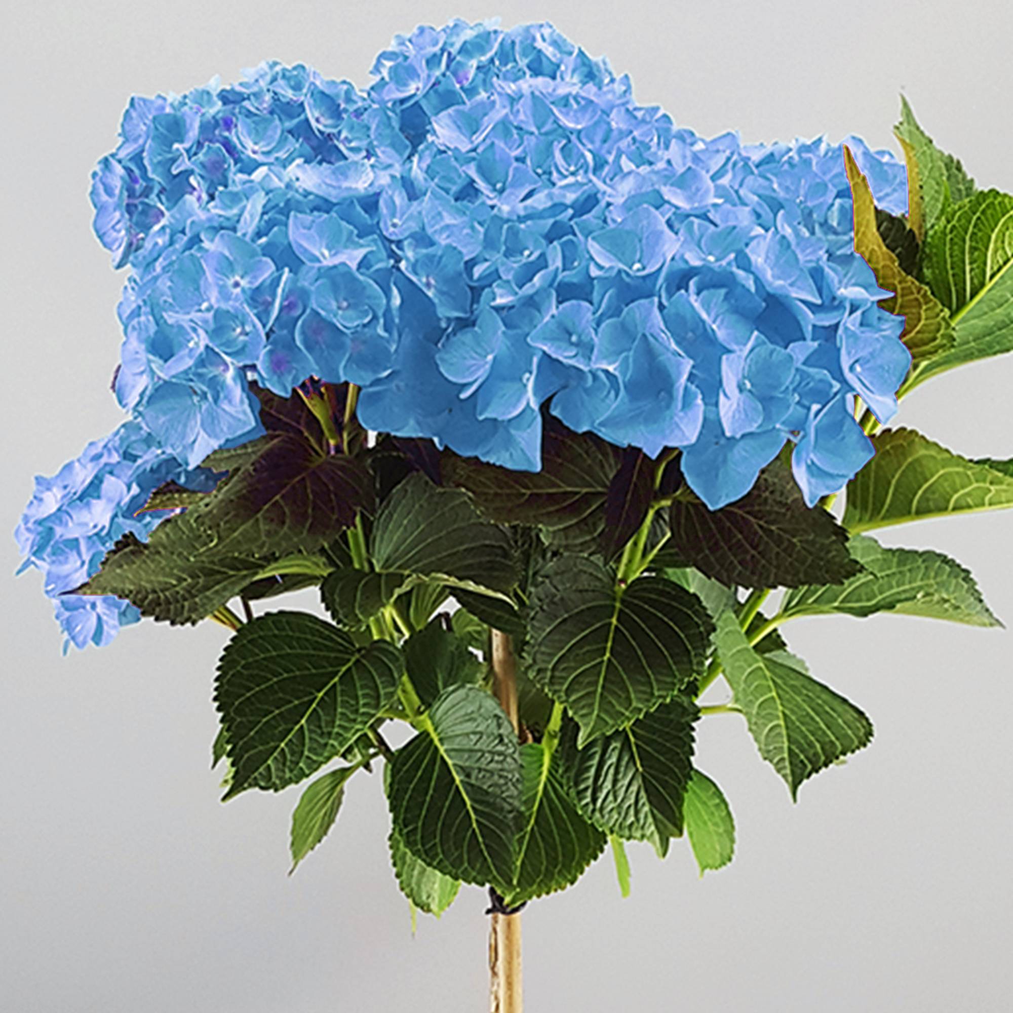 Gardenersdream - Hortensia macrophylla arbre patio bleu, pot 3L, 50-90 cm - idéal pour balcons et jardins - GardenersDream - Imagen 2