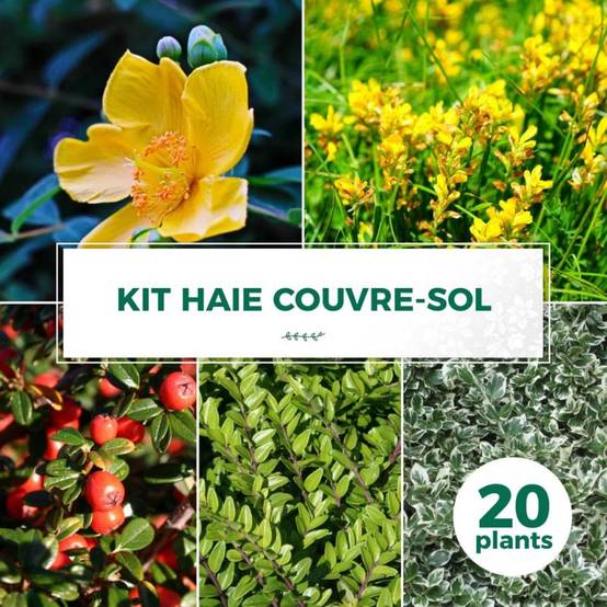 Haie Couvre Sol - 20 arbustes - - Pépinières Naudet - Image 1