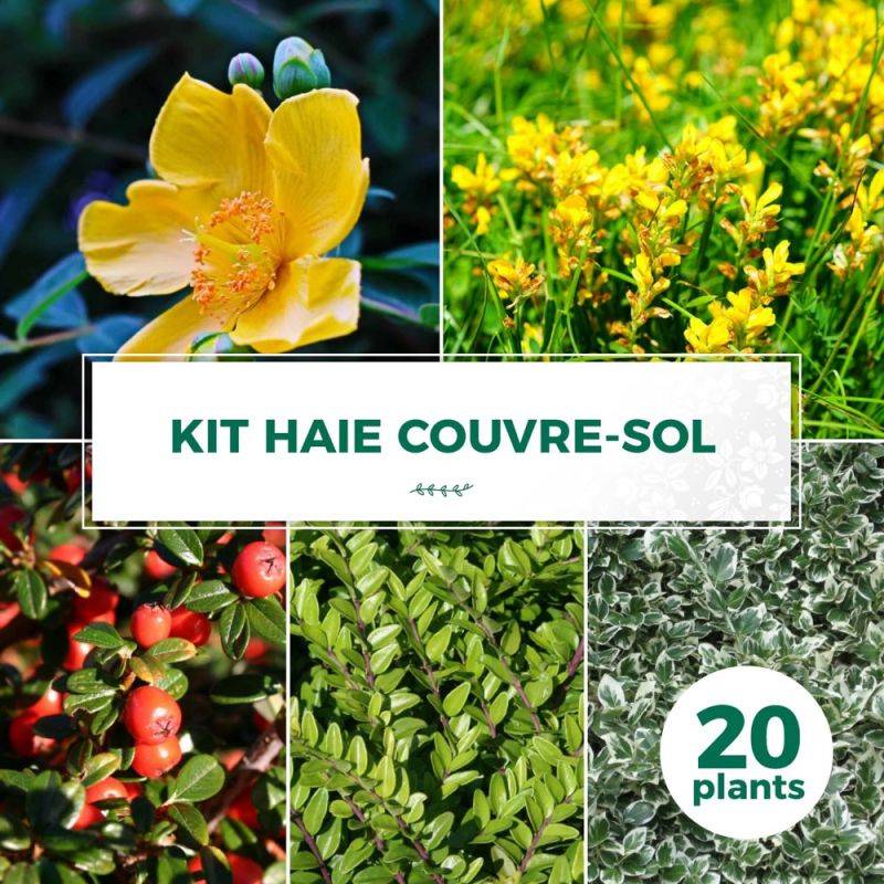Haie Couvre Sol - 20 arbustes -  - Pépinières Naudet - Imagen 1