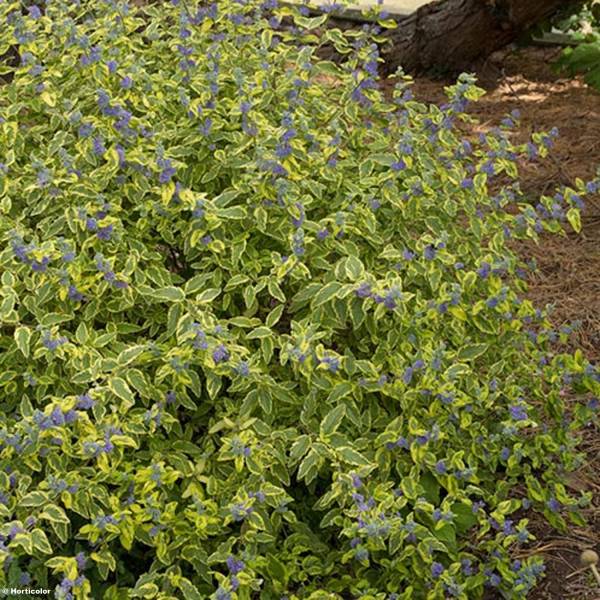 Caryopteris Summer Sorbet® - Spirée Bleue, Barbe-bleue Pot de 3L/4L