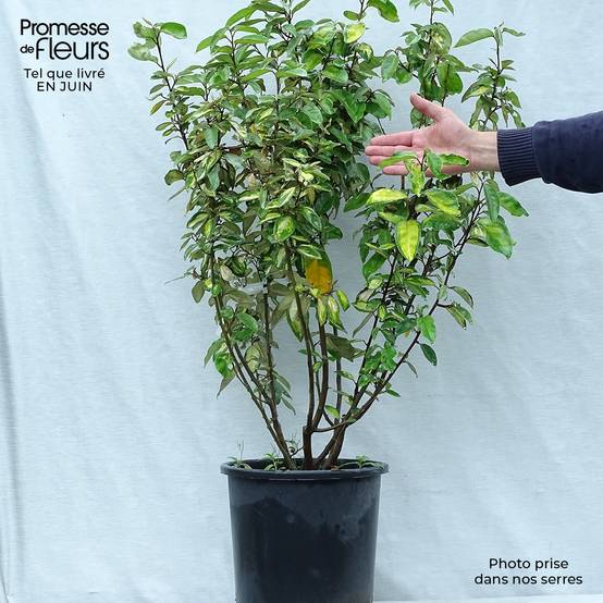 Elaeagnus ebbingei Limelight - Chalef de Ebbing Pot de 7,5L/10L - Image 2