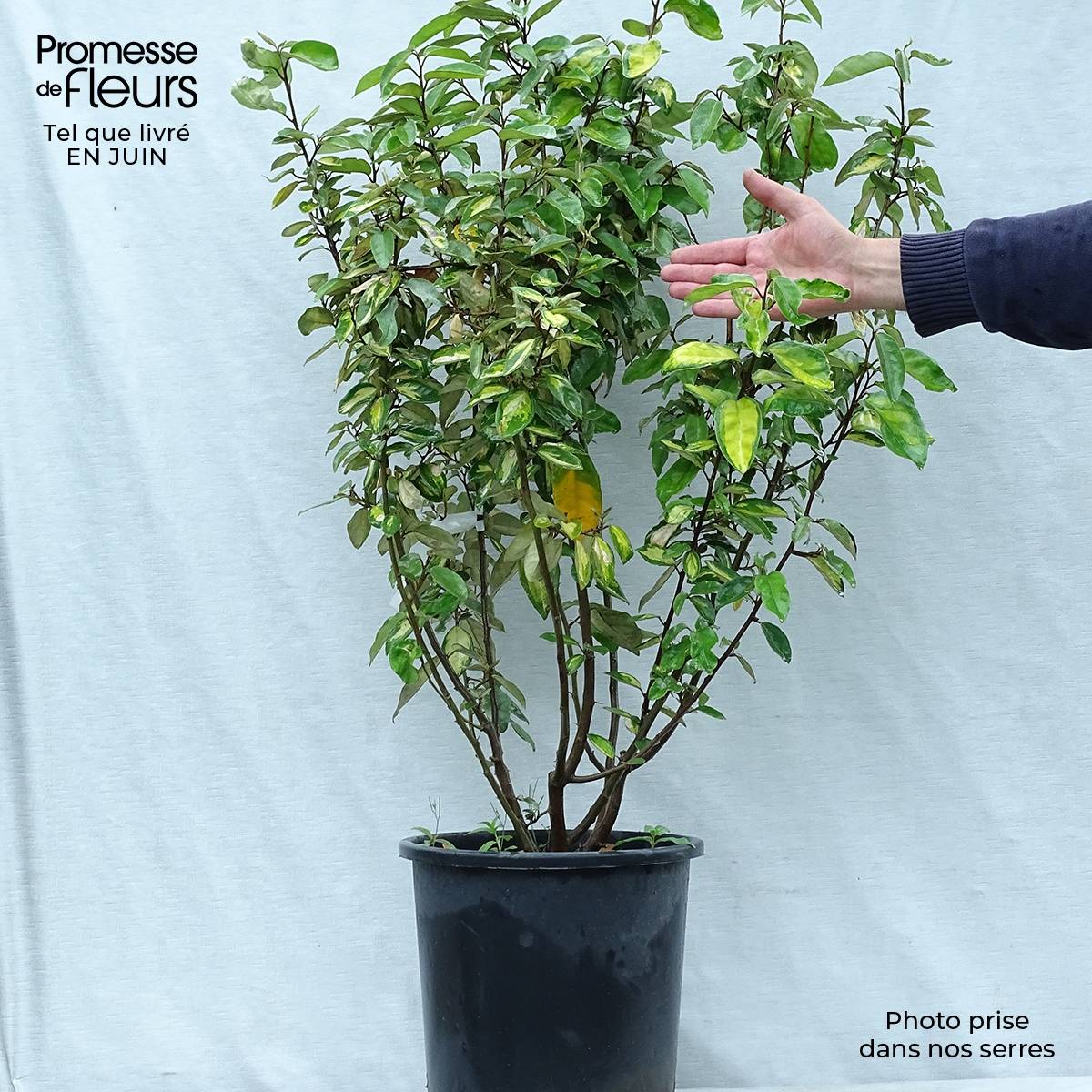 Elaeagnus ebbingei Limelight - Chalef de Ebbing Pot de 7,5L/10L - Image 2