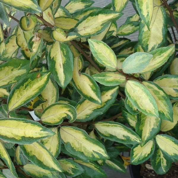 Elaeagnus ebbingei Limelight - Chalef de Ebbing Pot de 7,5L/10L