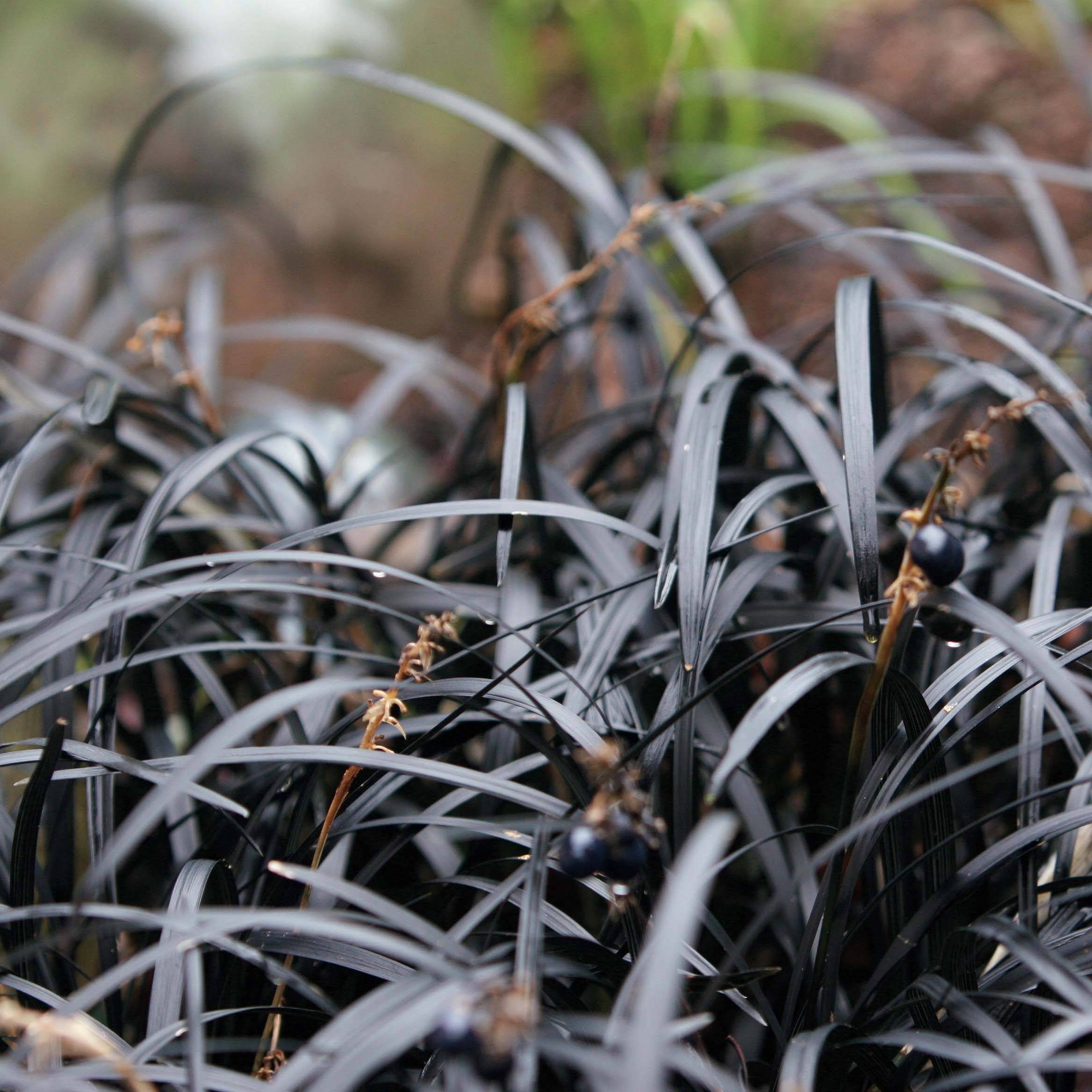 Promesse de Fleurs - Ophiopogon noir - Ophiopogon planiscapus Nigrescens Godet de 8/9 cm
