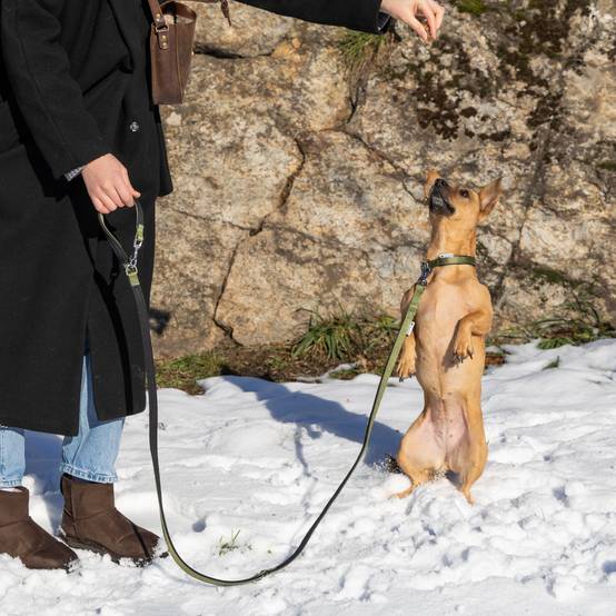 Ferplast - Ferplast laisse pour chien Daytona, laisse pour chien taille petite, 200 cm, laisse de dressage avec poignée rembourrée confortable et mousqueton en - Imagen 5