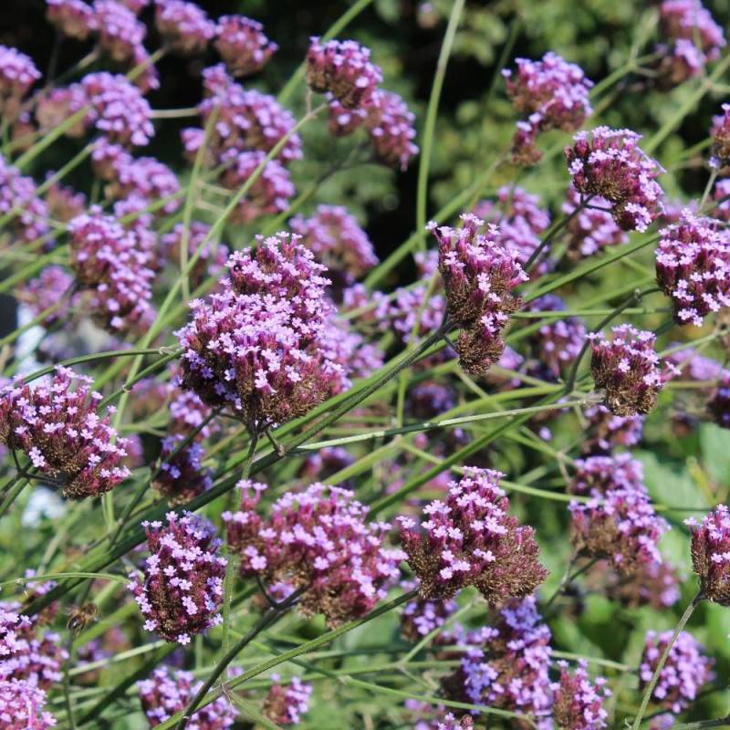 Verveine de Buenos-Aires bonariensis à fleurs Bleue/Violette - feuillage Persistant - Pot de 3L - 20/40 cm - Imagen 1