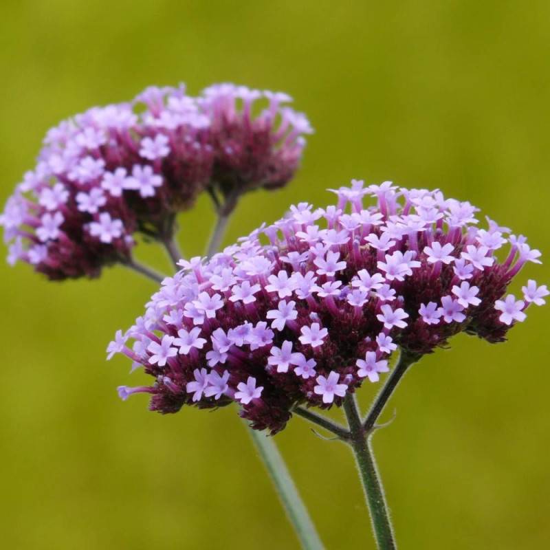 Verveine de Buenos-Aires bonariensis à fleurs Bleue/Violette - feuillage Persistant - Pot de 3L - 20/40 cm - Imagen 2
