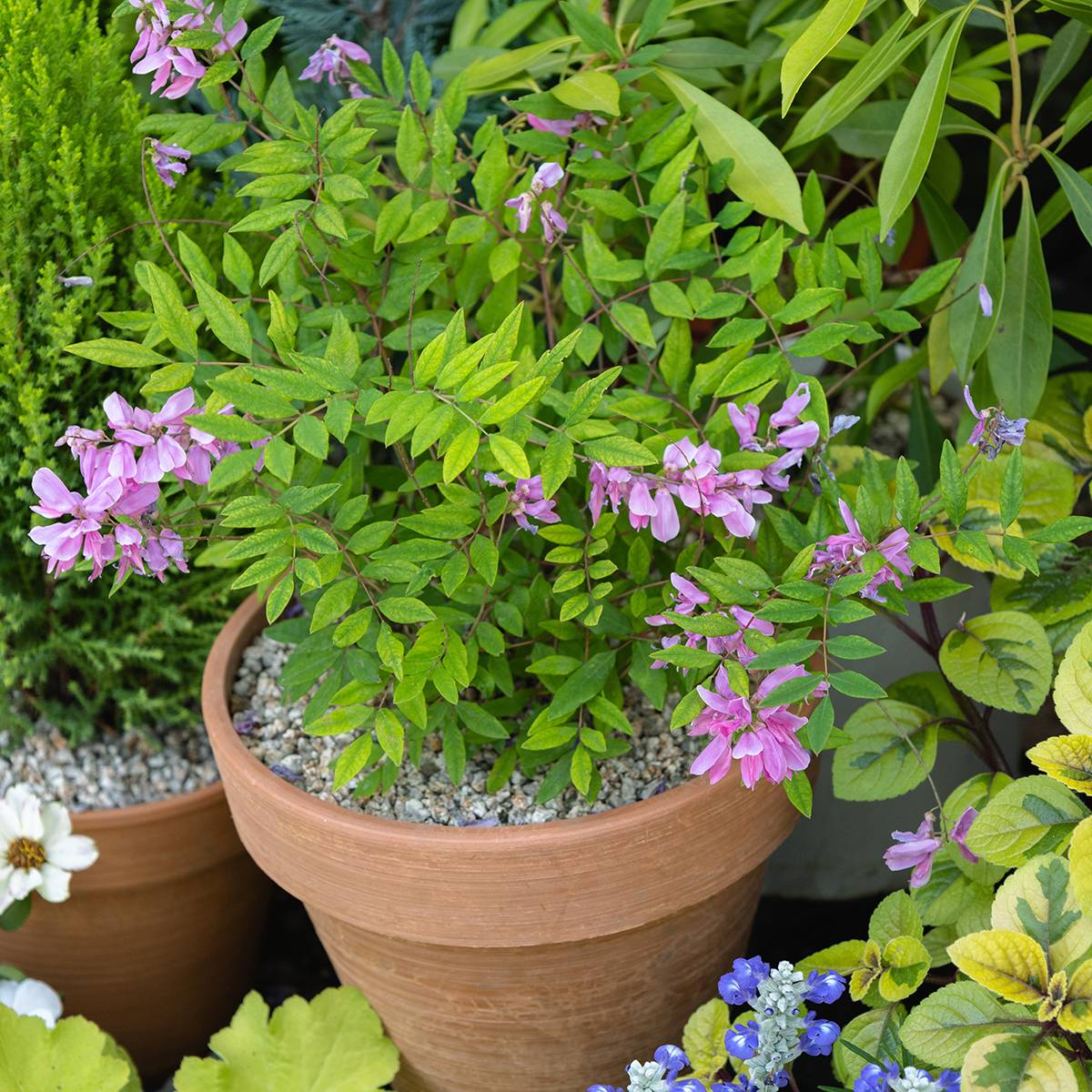 Promesse de Fleurs - Indigofera heterantha (gerardiana) - Indigotier rose Pot de 2L/3L - Image 1