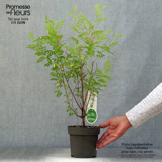 Promesse de Fleurs - Indigofera heterantha (gerardiana) - Indigotier rose Pot de 2L/3L - Image 2