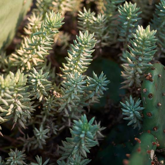 Sedum reflexum - Orpin des rochers, Orpin réfléchi Godet de 8/9 cm