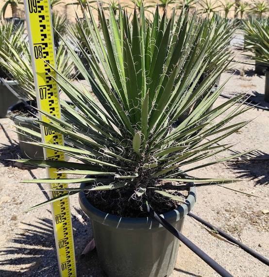0 - Yucca filifera (Palmier de Saint Pierre) Pot de 130L 150/175cm - Image 2