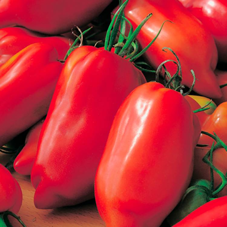 Plant de tomate allongée andine cornue pot de 0,5 litre - Image 1