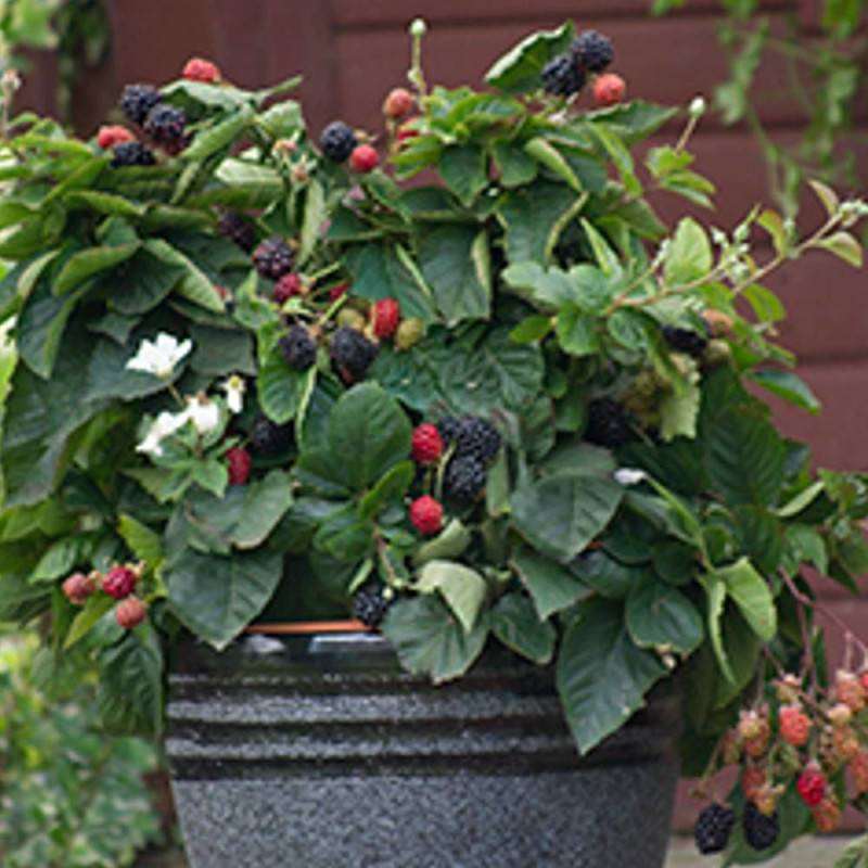 Mûre Purple Opal® à fleurs Rose - feuillage Caduc - Pot de 1,5L - Tuteur bambou 30/60 cm-  hauteur à maturité De 0,50 m à 1,00 m - Imagen 1
