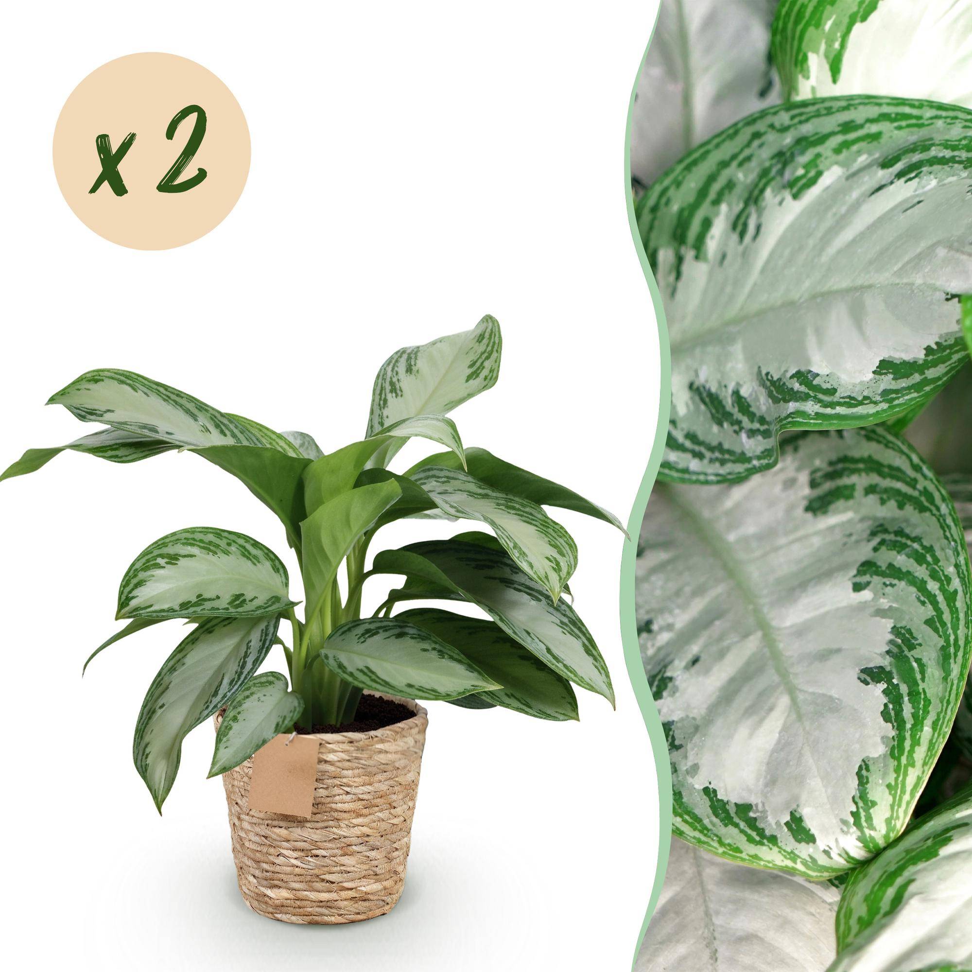 Aglaonema Silver Bay - Pot de 17cm - Hauteur 70-75cm - 2 plantes - Panier - Plantes d'intérieur