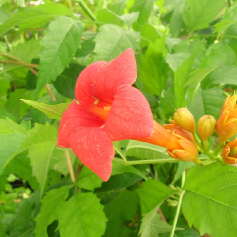 Bignone Tango® 'Huidan' à fleurs Rouge - feuillage Caduc - Pot de 1L - 30/60 cm-  hauteur à maturité De 5,00 m à 10,00 m - Image 2