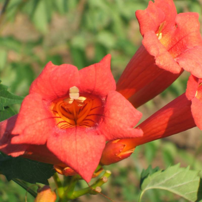 Bignone Tango® 'Huidan' à fleurs Rouge - feuillage Caduc - Pot de 1L - 30/60 cm-  hauteur à maturité De 5,00 m à 10,00 m