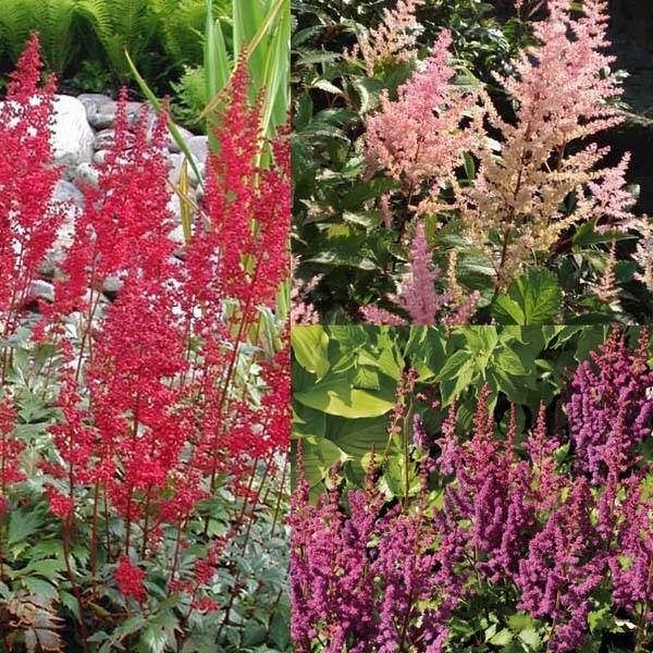 Collection de 3 Astilbes - Collection de 3 plantes