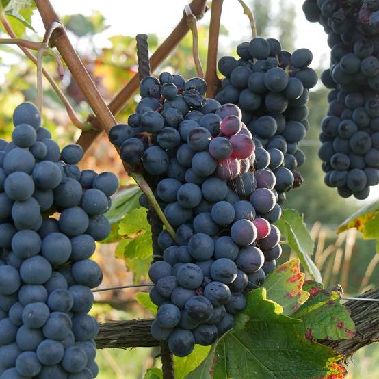 Promesse de Fleurs - Vigne de table Agata - Vitis hybrida Pot de 1,5L/2L