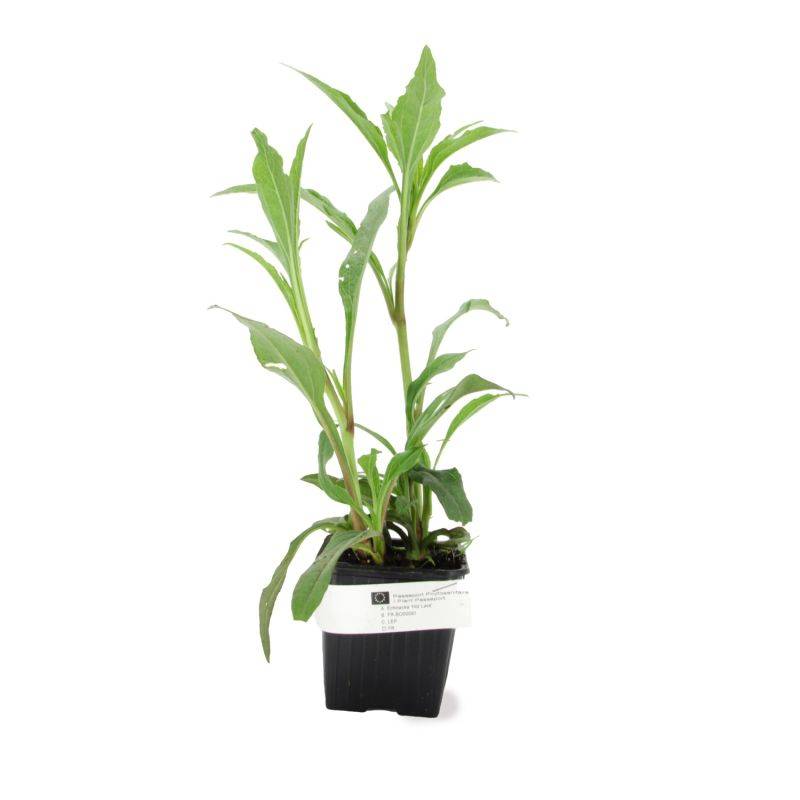 3 Echinacées 'Hot Lava' (Echinacea 'Hot Lava') - Lot de 3 vivaces - Pépinières Naudet - Imagen 2