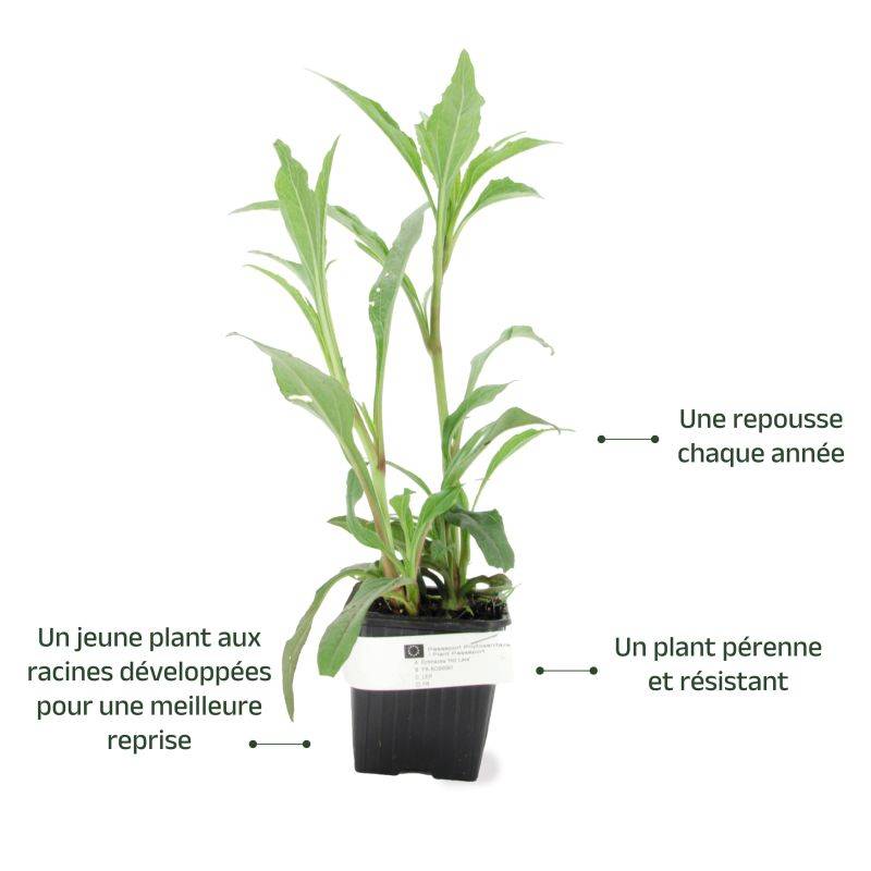 3 Echinacées 'Hot Lava' (Echinacea 'Hot Lava') - Lot de 3 vivaces - Pépinières Naudet - Imagen 3