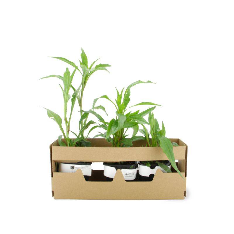 3 Echinacées 'Hot Lava' (Echinacea 'Hot Lava') - Lot de 3 vivaces - Pépinières Naudet - Imagen 4