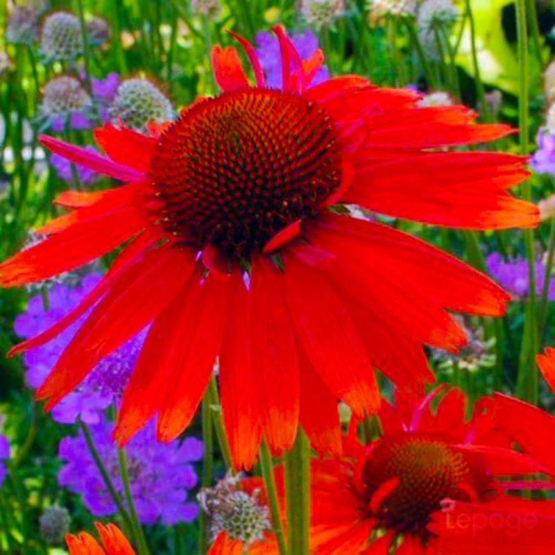 3 Echinacées 'Hot Lava' (Echinacea 'Hot Lava') - Lot de 3 vivaces - Pépinières Naudet - Imagen 1