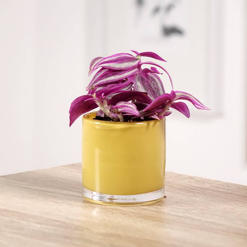 Promesse de Fleurs - Tradescantia zebrina Pink Paradise Pot de 12 cm / 13 cm
