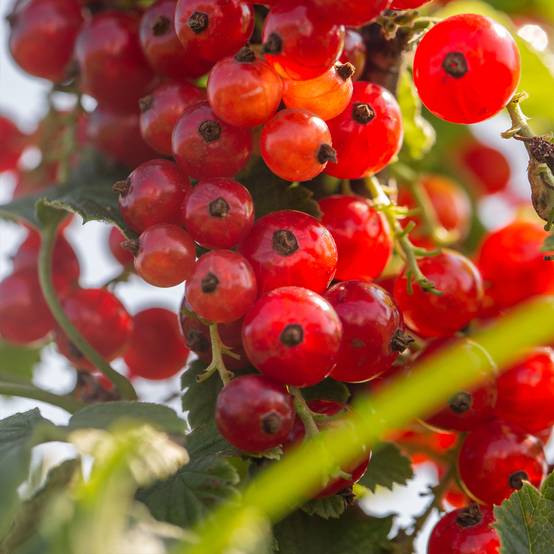 Promesse de Fleurs - Groseillier à grappes rouges Versaillaise - Ribes rubrum Pot de 4L/5L