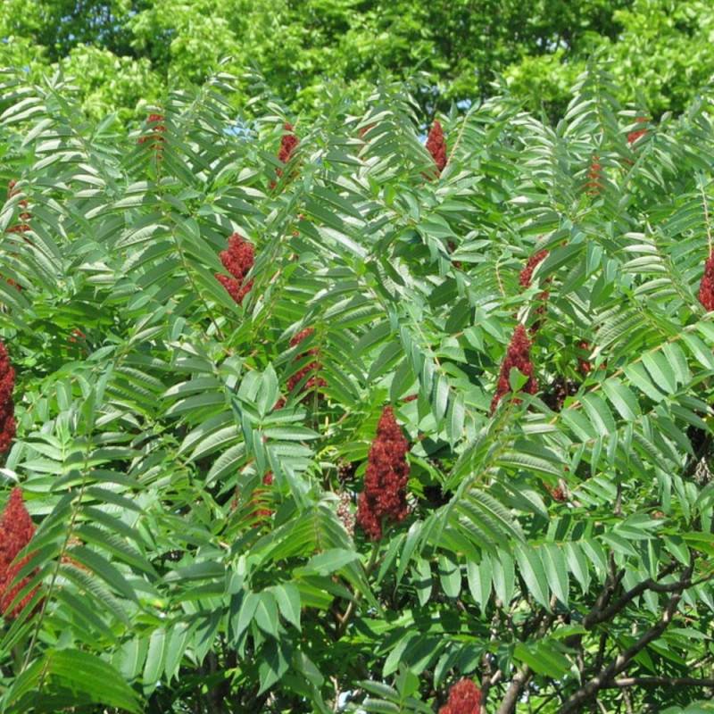 Sumac de Virginie, Rhus - Pot de 15L - Image 2