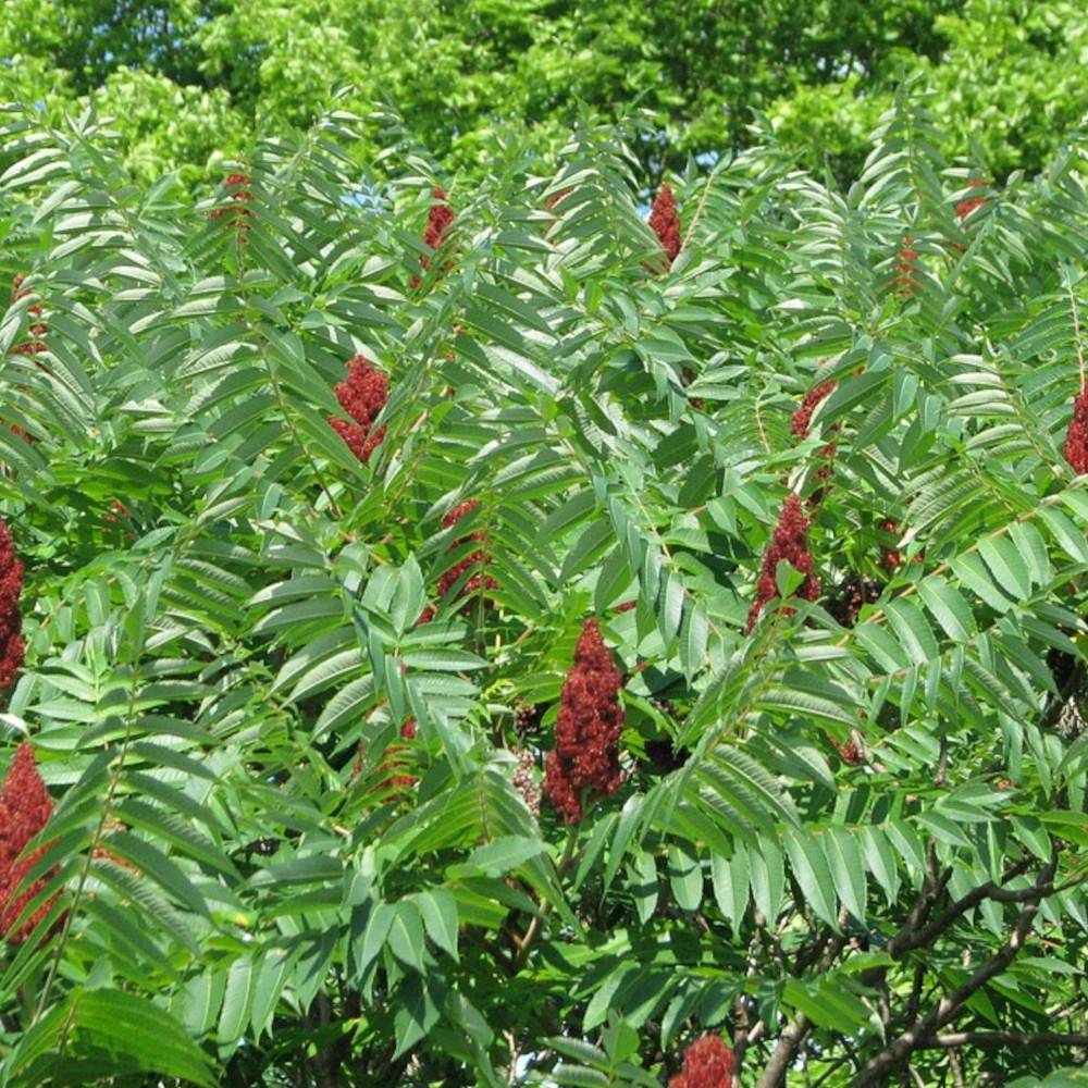 Sumac de Virginie, Rhus - Pot de 15L
