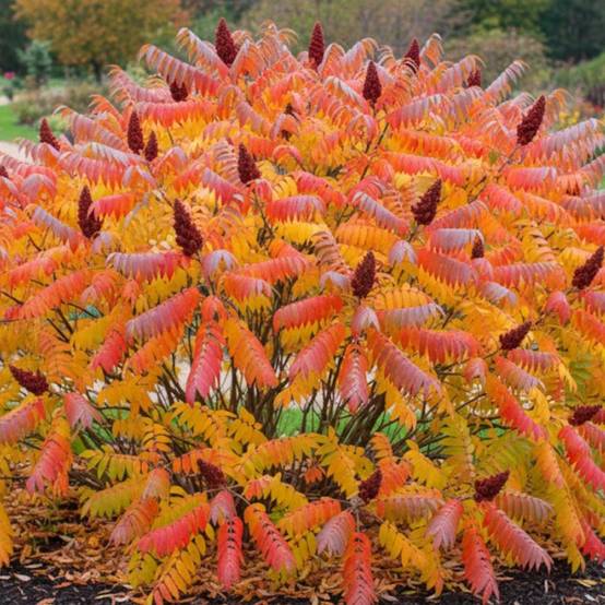 Sumac de Virginie, Rhus - Pot de 15L - Image 4