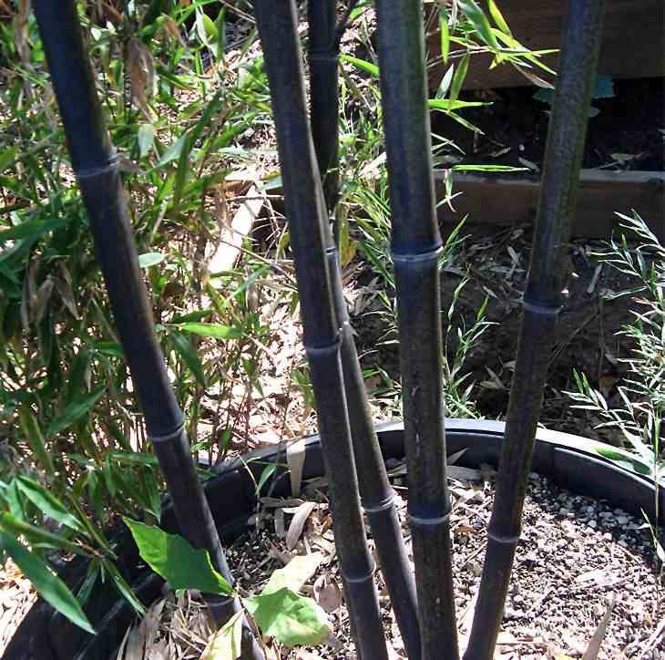0 - Phyllostachys nigra (bambou noir) Pot de 10L 100/120cm