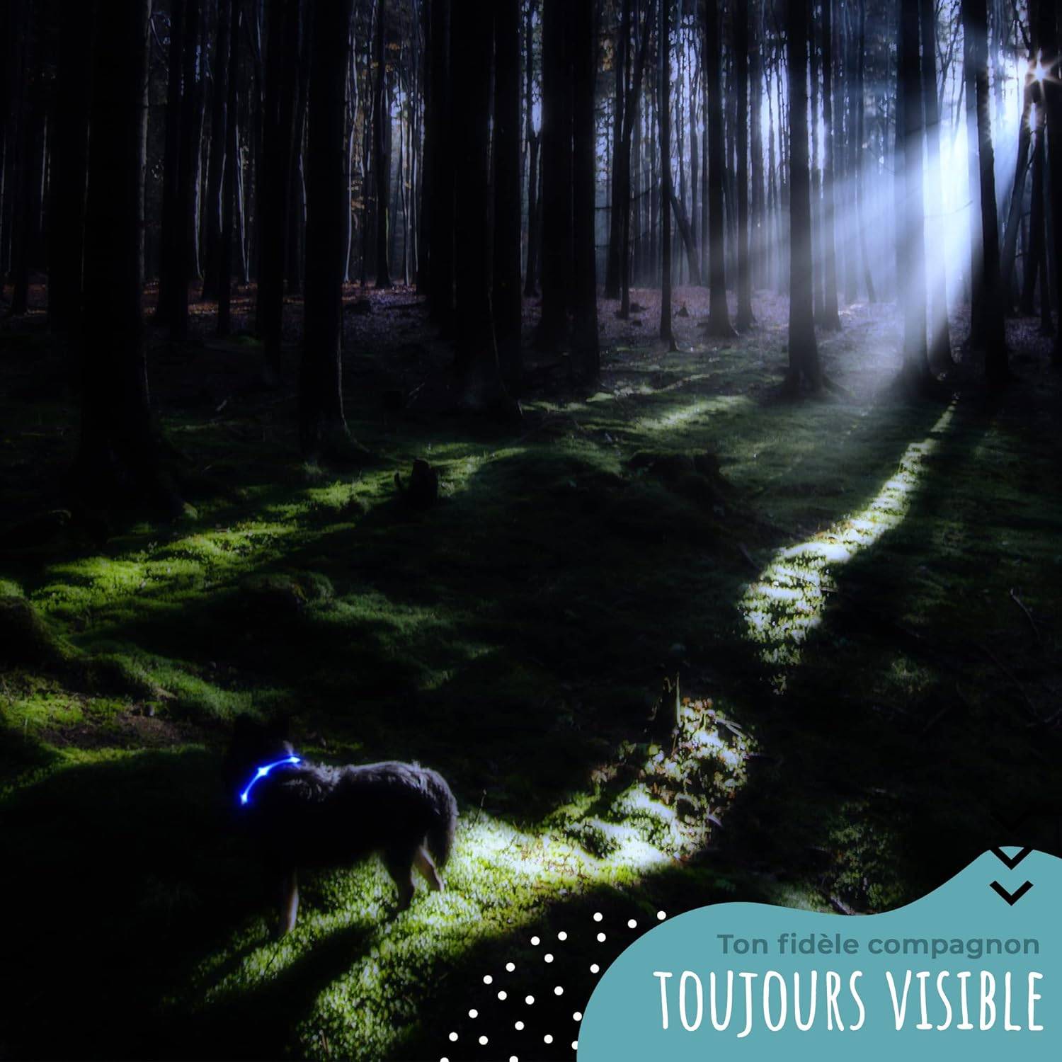 Bi International - Collier Lumineux pour Chien - Rechargeable par USB - Nylon renforcé - Haute Qualité, Stabilité & Sécurité (rosé, L) – BI International - Imagen 3