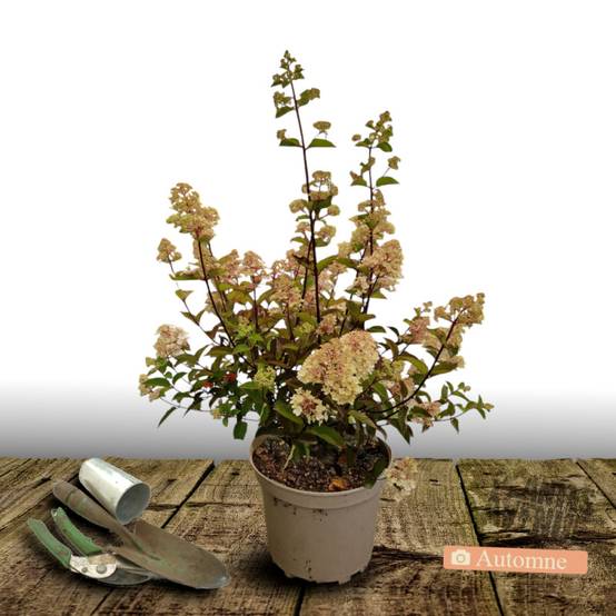 Hortensia paniculata Silver Dollar, Hydrangea paniculata à fleurs Blanche/ - feuillage Caduc - Pot de 7,5L - 60/80 cm - Image 2