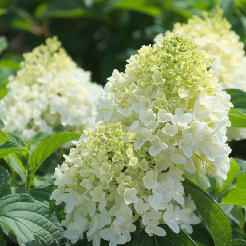 Hortensia paniculata Silver Dollar, Hydrangea paniculata à fleurs Blanche - feuillage Caduc - Pot de 7,5L - 60/80 cm-  hauteur à maturité De 1,00 m à - Imagen 1