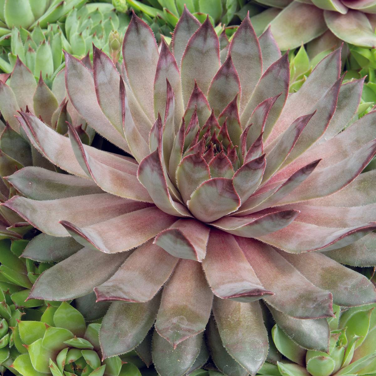 Graines de Joubarbe, Sempervivum Hippie Chicks (graines enrobées) le sachet de 25 graines environ