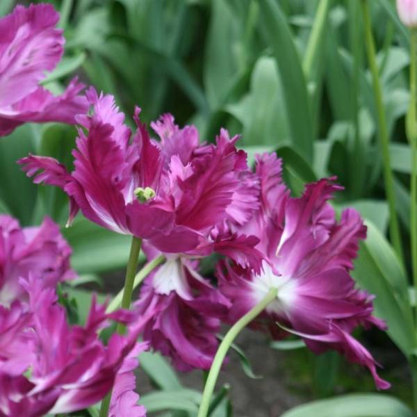 Promesse de Fleurs - Tulipe Perroquet Negrita Parrot Bulbe calibre 11+ (par 6)