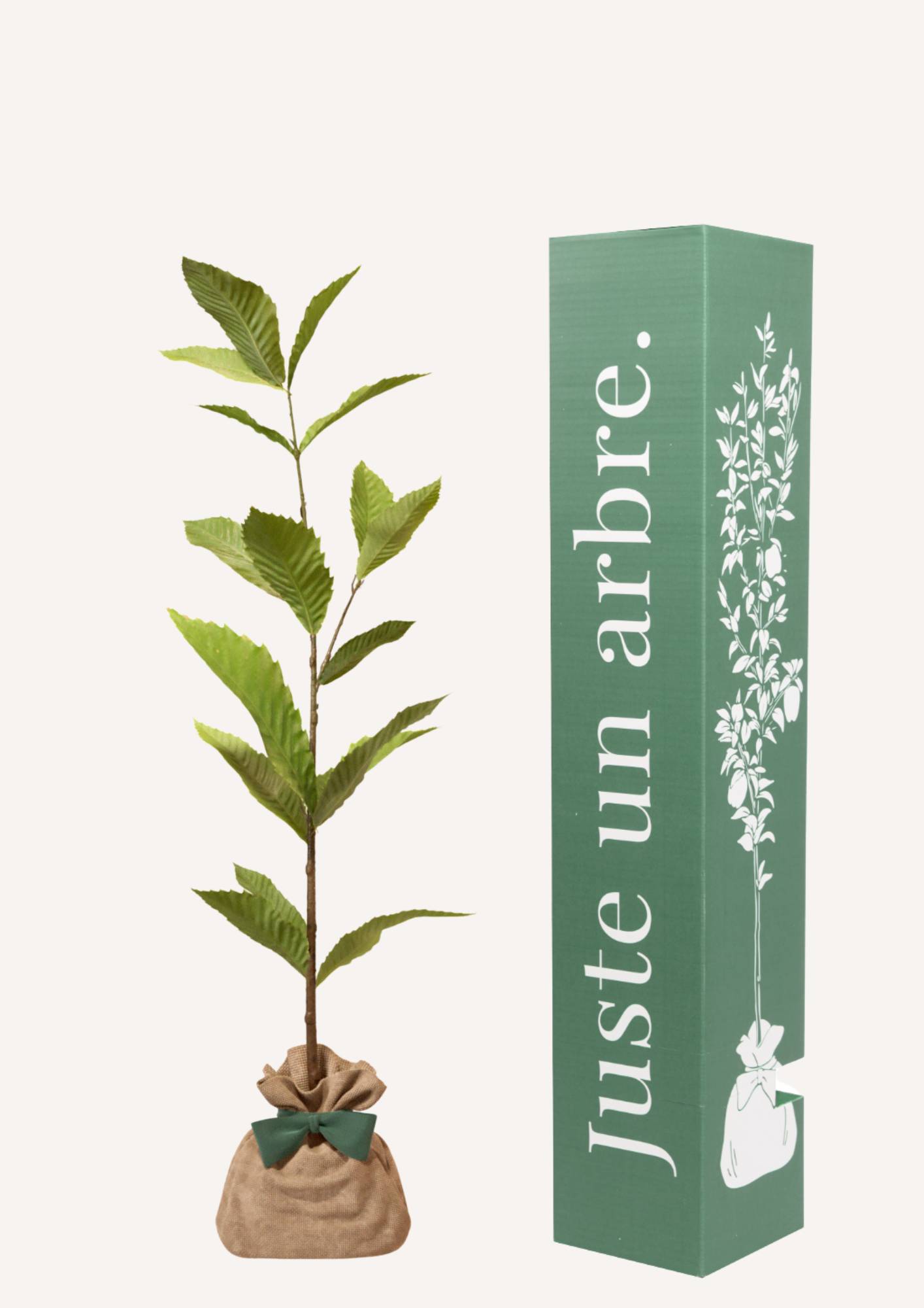 JUSTE UN ARBRE. – Châtaignier commun | Idée cadeau pour naissance, mariage, anniversaire – Idéal pour grands jardins.