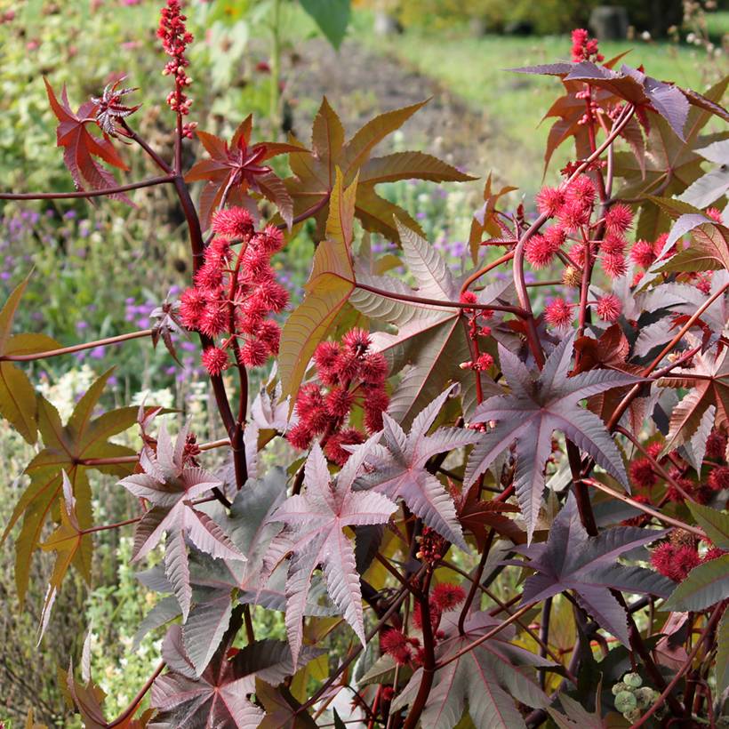 Graines de Ricin communis Impala - Ricinus communis le sachet de 5 ...